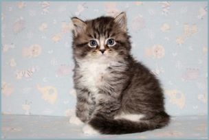 Male Siberian Kitten from Deedlebug Siberians